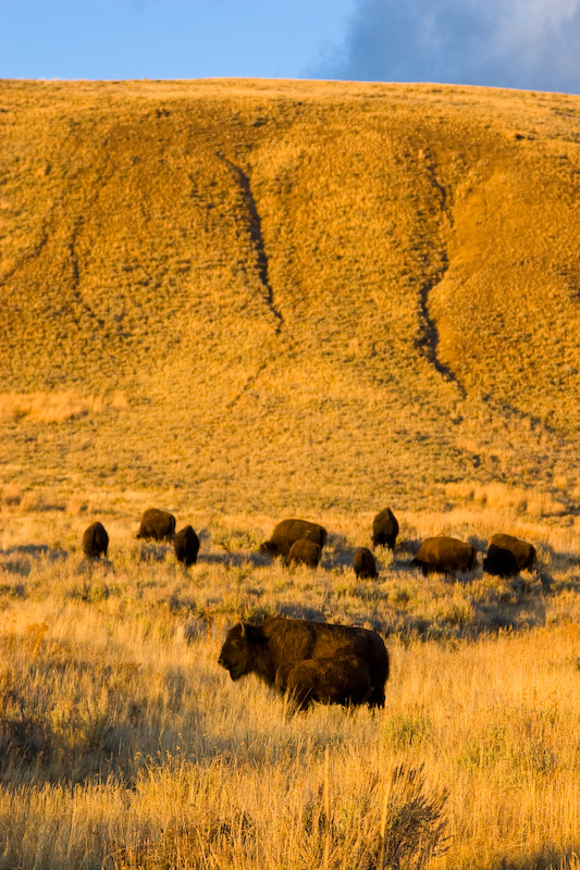 Bison Herd At Sunset